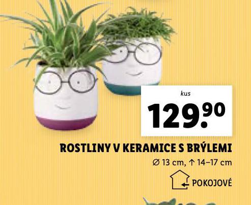 ROSTLINY V KERAMICE S BRLEMI