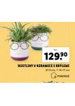 ROSTLINY V KERAMICE S BRLEMI