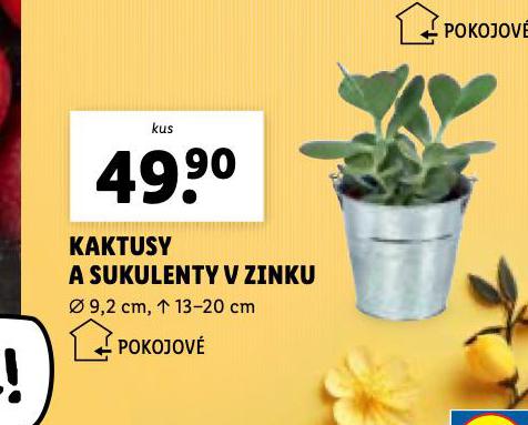 KAKTUSY A SUKULENTY V ZINKU