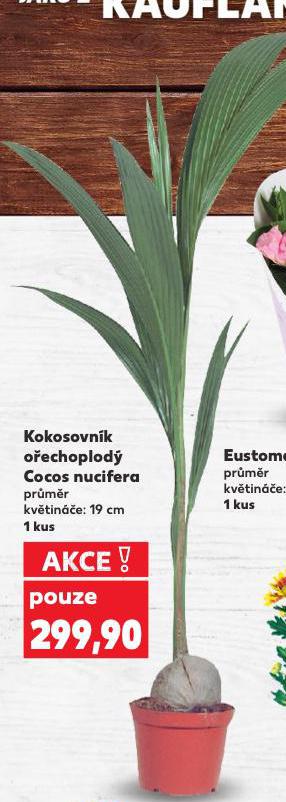 KOKOSOVNK OECHOPLOD