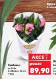 EUSTOMA