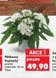 PĚTKOVEC KOPINATÝ