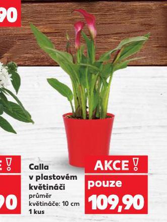 CALLA V PLASTOVM KVTINI