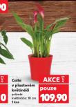 CALLA V PLASTOVÉM KVĚTINÁČI