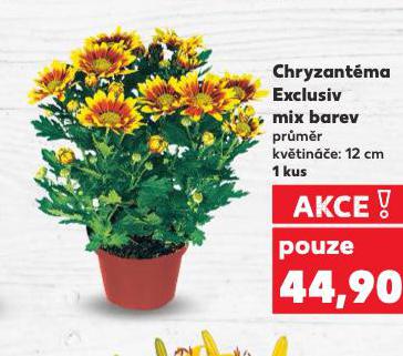 CHRYZANTMA EXCLUSIV