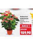 ANTHURIUM ANDREANUM