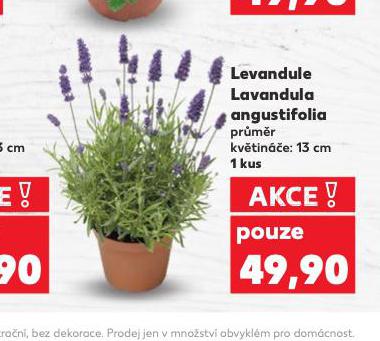 LEVANDULE