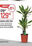 DRACENA C ELOR MIX