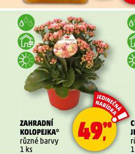ZAHRADN KOLOPEJKA