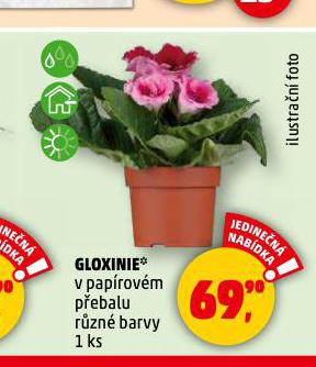 GLOXINIE