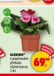 GLOXINIE