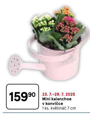 MINI KALANCHOE V KONVICE