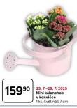 MINI KALANCHOE V KONVICE