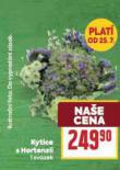 KYTICE S HORTENZI