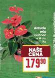 ANTURIE MIX