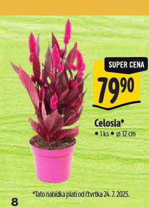 CELOSIA
