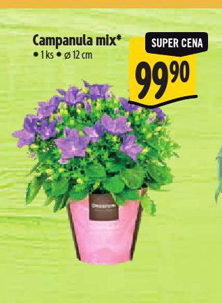 CAMPABULA MIX