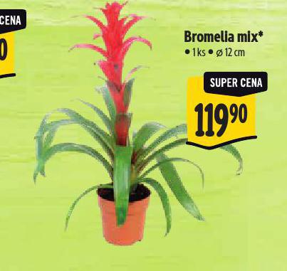 BROMELIA MIX