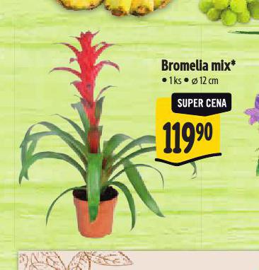 BROMELIA MIX