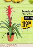 BROMELIA MIX