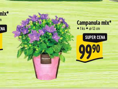 CAMPANULA MIX