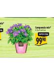 CAMPANULA MIX