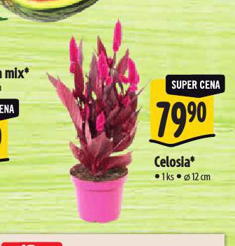 CELOSIA
