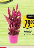 CELOSIA