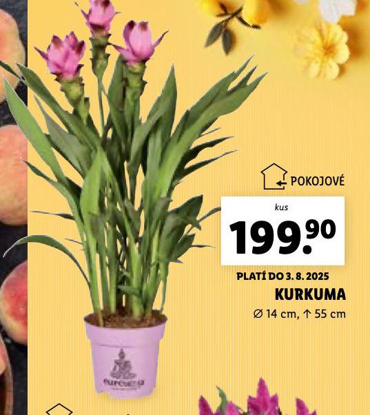 KURKUMA