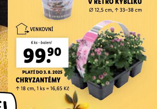 CHRYZANTMA