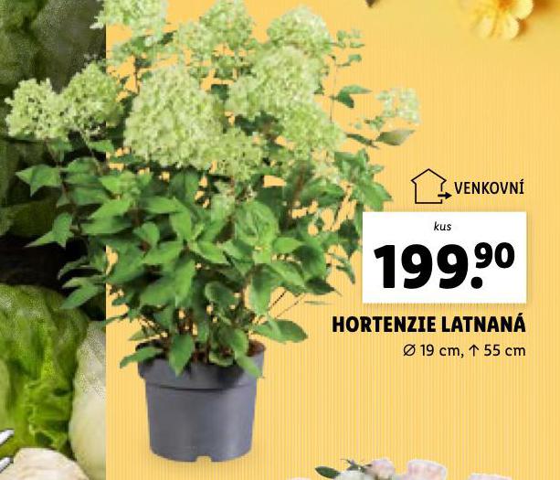 HORTENZIE LATNAT