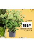 HORTENZIE LATNAT