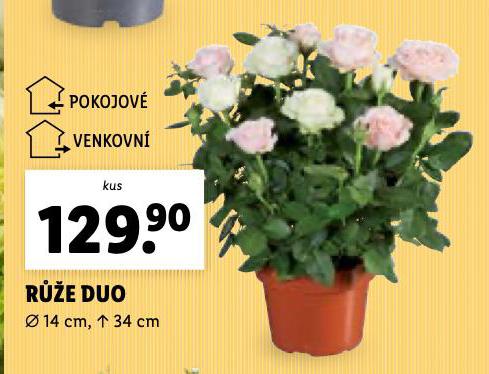 RَE DUO