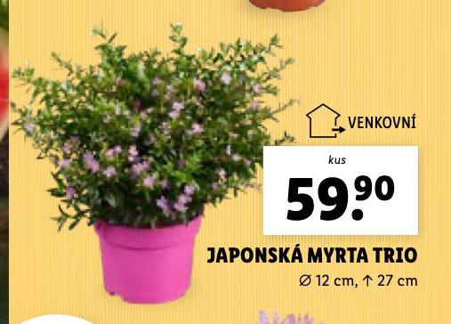 JAPONSK MYRTA TRIO