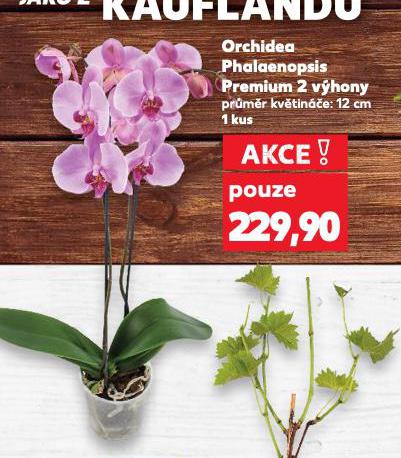 ORCHIDEA PHALAENOPSIS