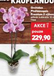 ORCHIDEA PHALAENOPSIS