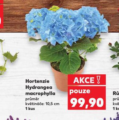 HORTENZIE 