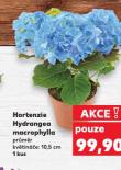HORTENZIE