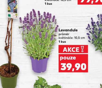 LEVANDULE