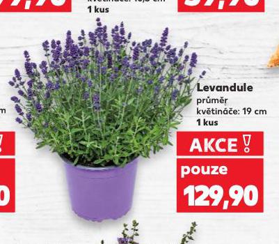 LEVANDULE