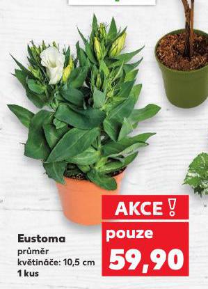 EUSTOMA