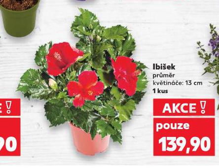 IBIEK