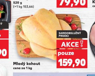 MLAD KOHOUT