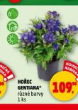 HOEC GENTIANA
