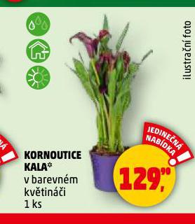 KORNOUTICE KALA