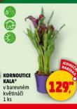 KORNOUTICE KALA