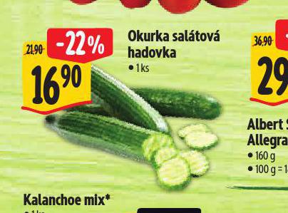 OKURKA SALTOV HADOVKA