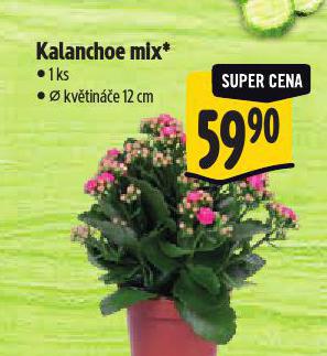 KALANCHOE MIX