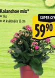 KALANCHOE MIX