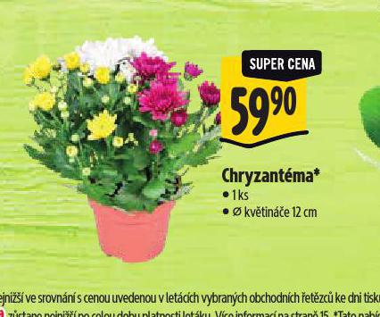 CHRYZANTMA